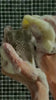 Model using Acqua Forno body soap with olive oil and aloe – gentle, moisturizing shower bar